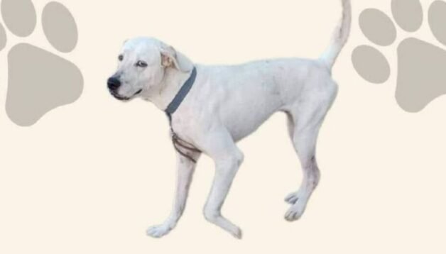 Fallo histórico en Yucatán: condenan a sujeto por crueldad animal y asesinato del canino ‘Ruffo’