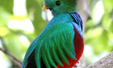 Avifauna mexicana: belleza y vulnerabilidad en el país de las aves