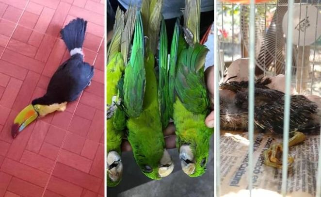Crisis ambiental en México: olas de calor y sequía provocan fallecimiento de avifauna