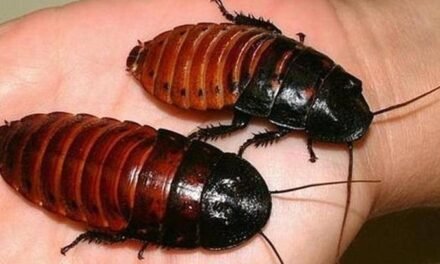 Invasión de la ‘supercucaracha’: resistente al calor y a los pesticidas