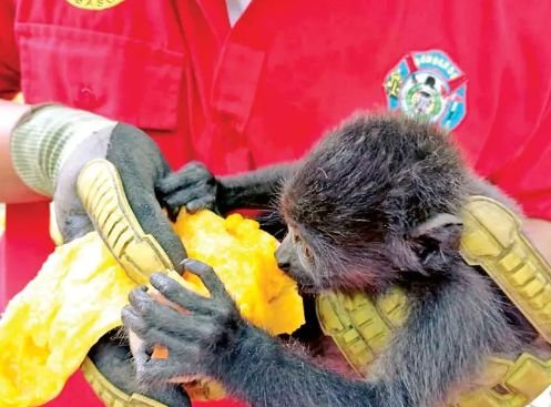 Semarnat y UNAM unen fuerzas ante muerte de monos en Chiapas y Tabasco