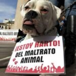 Propuesta de ley contra el maltrato animal: reformas legales para proteger a las mascotas en México