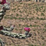 Cambio climático y urbanización: amenazas para la biodiversidad en La Laguna