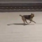 ‘Lomito’ conmueve a redes tras esperar a conductor de tren que le da de comer