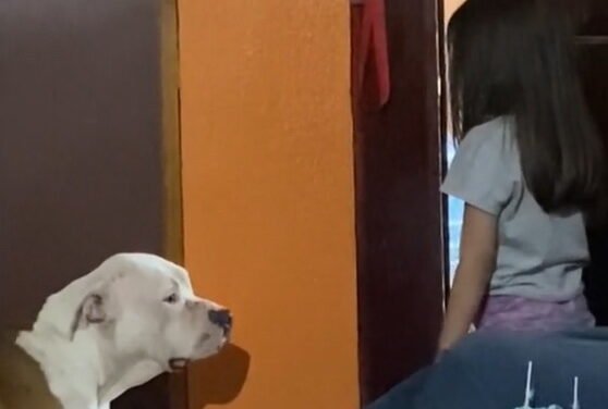 Niña se vuelve viral por regañar a su ‘lomito’ por robar su comida