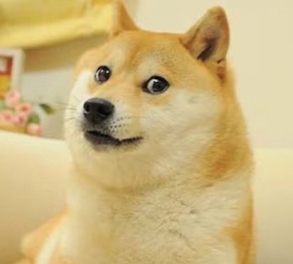 Fallece Kabosu, el ‘lomito’ del meme ‘Doge’