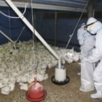 Clarificación de la OMS: la muerte del hombre en México no se debe a la gripe aviar H5N2