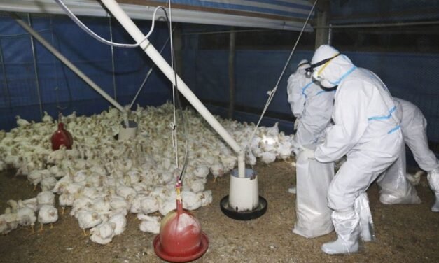 Clarificación de la OMS: la muerte del hombre en México no se debe a la gripe aviar H5N2