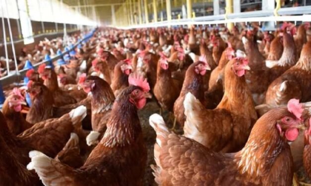 Comerciantes de Campeche aseguran que 2 mil gallinas fallecieron debido a altas temperaturas en Yucatán