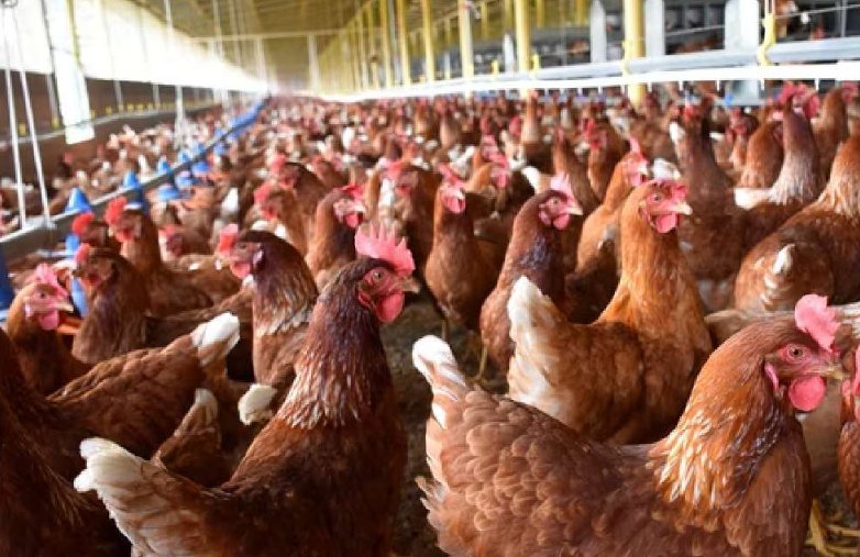 Comerciantes de Campeche aseguran que 2 mil gallinas fallecieron debido a altas temperaturas en Yucatán