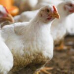 Descartan riesgo de contagio en La Laguna por influenza aviar