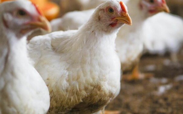 Descartan riesgo de contagio en La Laguna por influenza aviar