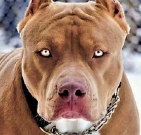 Mujer de 85 años pierde su brazo por ataque de un perro pitbull en Piedras Negras