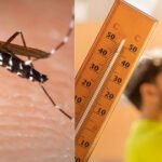 Incremento del 381% en casos de dengue en México: el impacto de las olas de calor y los criaderos de mosquitos