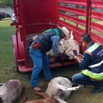 Vecinos de ejido en Monclova denuncian nuevo ataque a su ganado