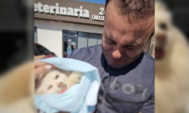 En Sonora investigan muerte de perrita tras limpieza dental