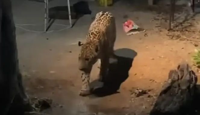 JAGUAR Aparece jaguar dentro de una vivienda en Cancún