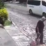 Mujer de la tercera edad es atacada por jauría de perros