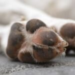 Hallan otro perro torturado en el bosque de Nativitas: suman 25 casos este año