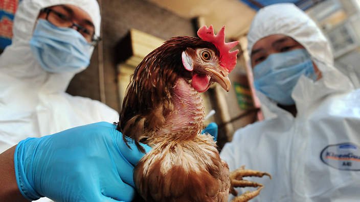 CHINA AVIAN FLU