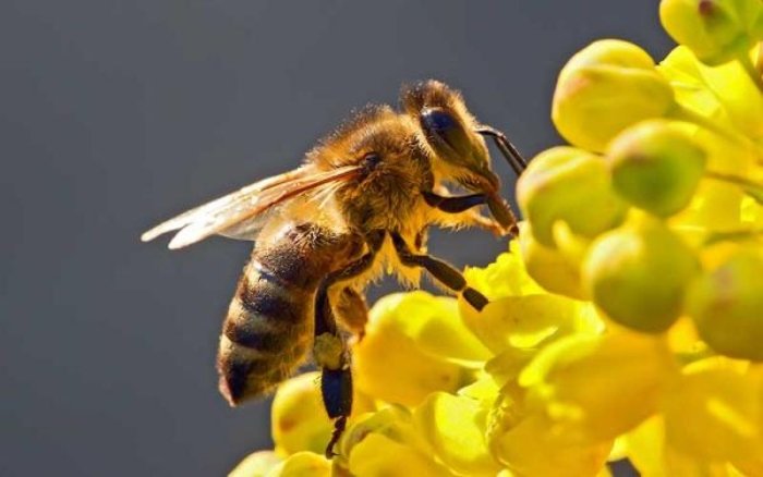 Sequía y calor reducen 30% colmenas en La Laguna, abejas, Torreón, Coahuila