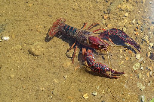 Se pierden especies endémicas en Cañón de Fernández, Lerdo, Durango, 2024