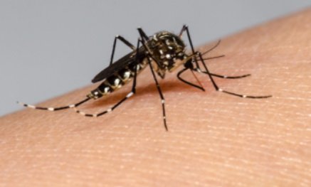 Confirman nuevos casos de dengue en Durango