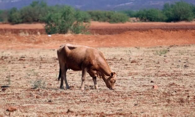 Sequía no da tregua para Durango pese a recientes lluvias por huracanes en el país