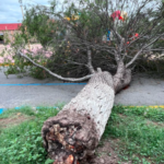 Cae árbol de 80 Años en Ramos Arizpe, Coahuila