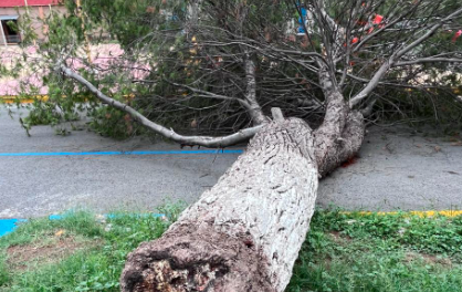 Cae árbol de 80 Años en Ramos Arizpe, Coahuila