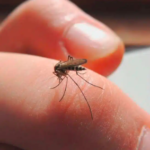 Zaragoza, Coahuila, supera los 100 casos de dengue