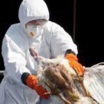 Alertan por aumento del «potencial pandémico» de la gripe aviar H5N1 tras descubrimientos alarmantes