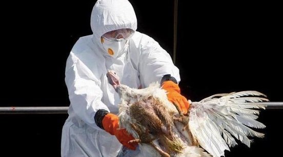 Alertan por aumento del «potencial pandémico» de la gripe aviar H5N1 tras descubrimientos alarmantes