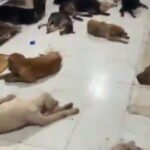 Albergue refugia ‘lomitos’ en Quintana Roo por huracán «Beryl»