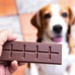 Peligros del chocolate para perros: lo que debes saber y actuar rápidamente