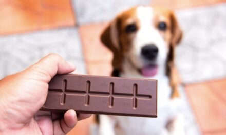 Peligros del chocolate para perros: lo que debes saber y actuar rápidamente