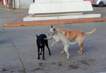 Hombre es detenido tras clavar a un perrito en un poste de Durango