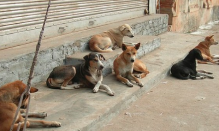 Preocupante aumento de perros abandonados en Torreón, solo el 6% de ellos son adoptados