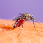 Alerta en La Laguna por más de 500 casos de dengue