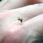 No hay muertes por dengue en Torreón, confirma autoridad de salud