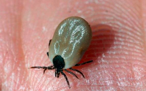 Niño de 5 años muere por mordedura de garrapata en Gómez Palacio