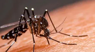 dengue lag dengue lag