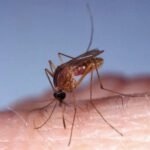 Alerta global por el virus de oropouche: nuevos casos y sin tratamiento disponible