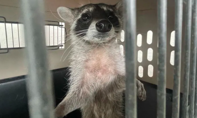 ¡Pedro, Pedro, Pedro! Rescatan un mapache y otros animales exóticos en Gómez Palacio