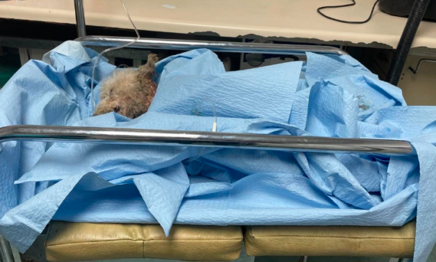 Denuncian caso de maltrato animal extremo en Torreón: arrancan 90% de la piel de un perro