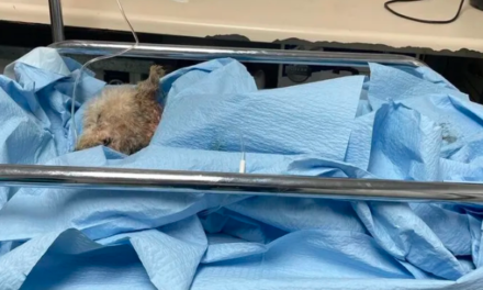 Fallece perrita a quien le arrancaron la piel en Torreón
