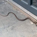 ¡Hay una serpiente en mi patio! Autoridades de Lerdo capturan dos serpientes en menos de 12 horas