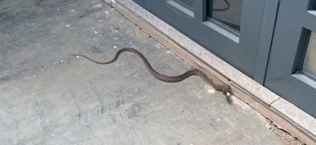 ¡Hay una serpiente en mi patio! Autoridades de Lerdo capturan dos serpientes en menos de 12 horas