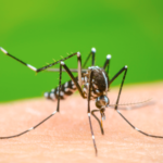 Dengue mata a tres personas, una en Matamoros, otra en Zaragoza y por último en Morelos, Coahuila