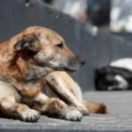 Aumentan los casos de maltrato y crueldad animal en la Comarca Lagunera